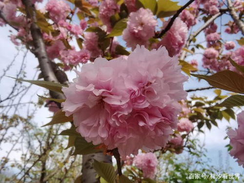 春天赏花去哪儿？这份赏花指南带你领略百花争艳
