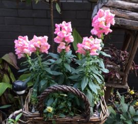 冬天花儿如何绽放？