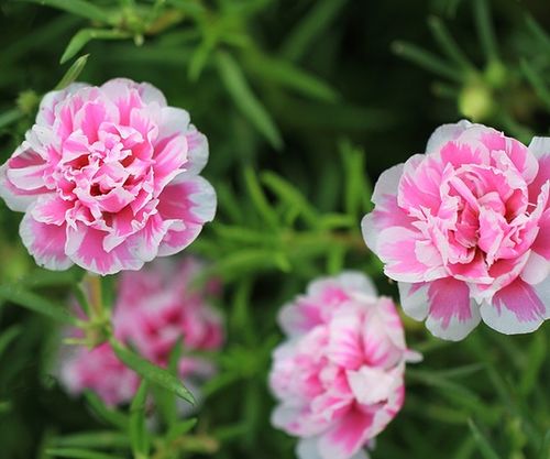 花开花落， 日子过得真快