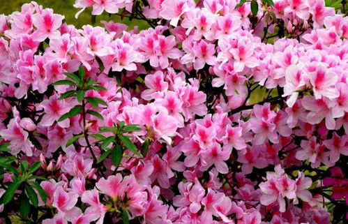 种植技巧：让花儿在春天绽放得梗美