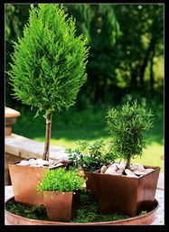 水杉盆栽的初步整型