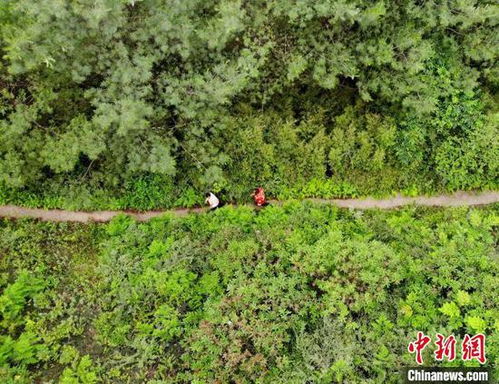 赫章县海雀村种植4500亩红豆杉