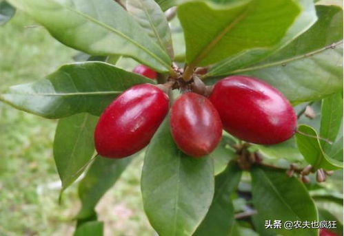 神秘果多少钱一斤？不同产地价格差异大吗