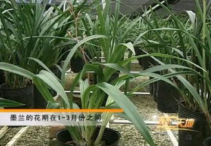 1. 合理见光，让墨兰绽放光彩