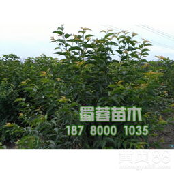 车厘子苗价格因每株数量而定