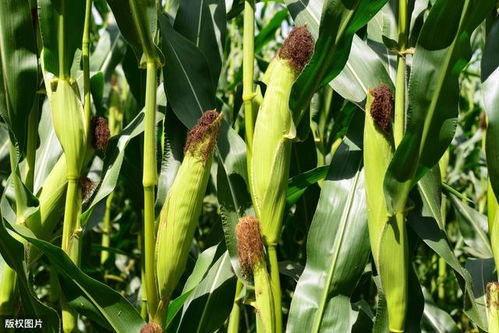 莠去津的药害及应对策略