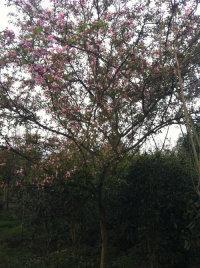 紫薇：花开似火， 夏日清凉