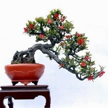 海棠盆景修剪的神秘时刻