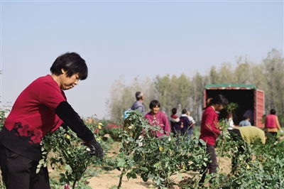 土地流转， 双丰收