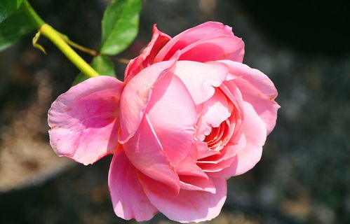 抗病性与适应性