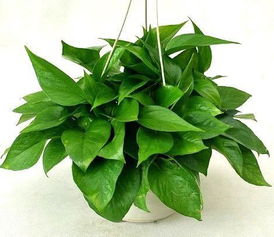 “《珍稀植物图谱》里你见过这种‘金边翠叶’的奇异植物吗