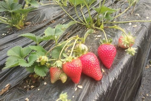 草莓不打农药，病虫害怎么办？草莓大姐来帮忙