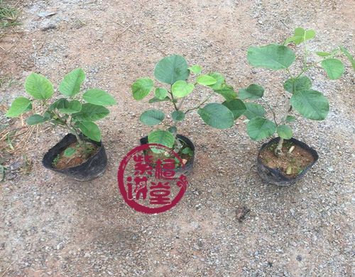 重庆武隆山区种植者发现， 在海拔800米地带，9月下旬补种效果优于春季。关键操作：