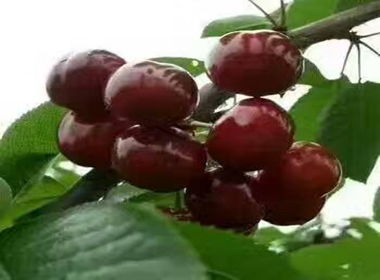 樱桃嫁接后的困惑：25天不发芽怎么办？