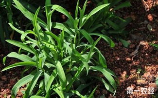 柴胡的产量之谜：每亩嫩产多少公斤种子？