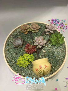 为什么多肉盆栽被认为是代表爱情的植物？