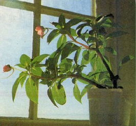 植物向光生长，这是为什么