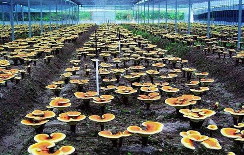 浇水，是灵芝生长的必需品吗？