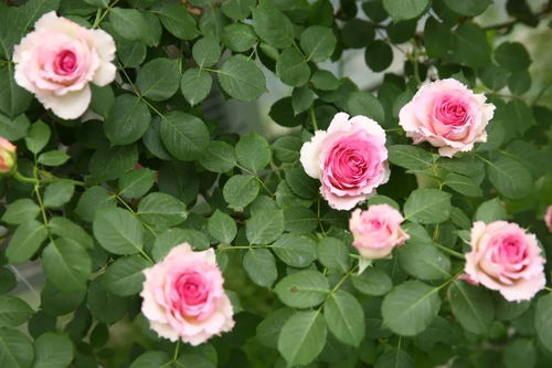 施肥技巧，你值得拥有