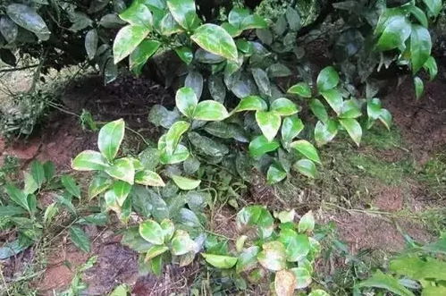 草甘膦：土壤与根系的挑战