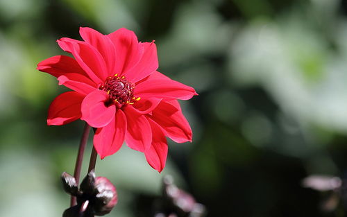 世界最美之花有哪些？爱花人士的绝美之选