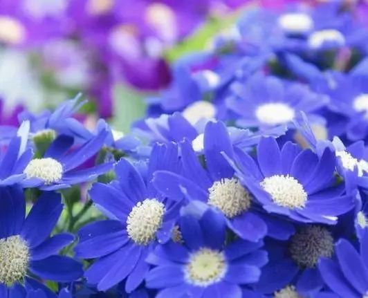 将瓜叶菊的花形状拆分为“双”，前半部分嵌入“双瓣”
