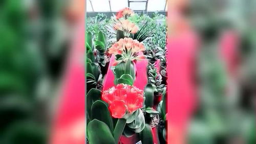 养君子兰易开花，腐叶土助花期延长！