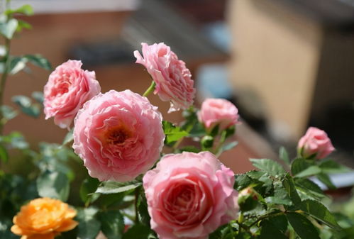 海神王阳台：微型月季界的明星