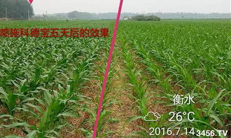 丙环唑：杀菌又控旺， 效果杠杠的