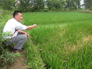 有机肥，让秧苗重获生机