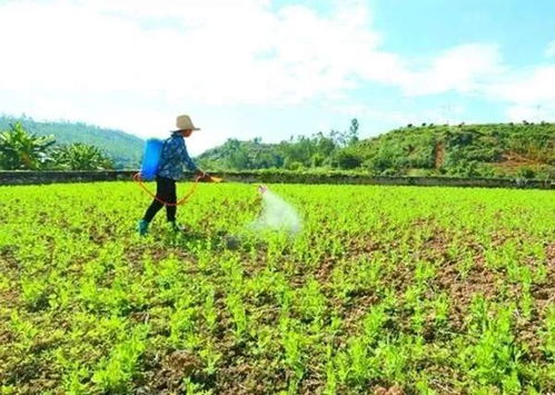 喷洒杀虫剂的时间与注意事项