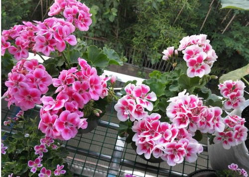 个人观点：种花就像谈恋爱， 得找对脾气的