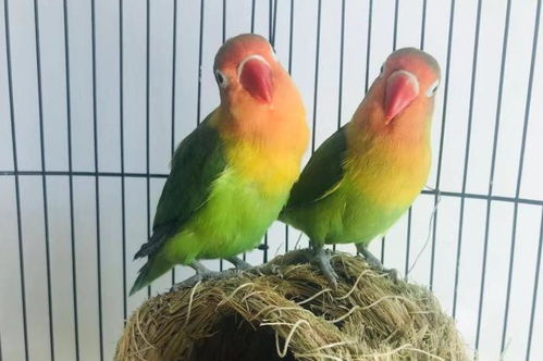 鸟类多样性的下降