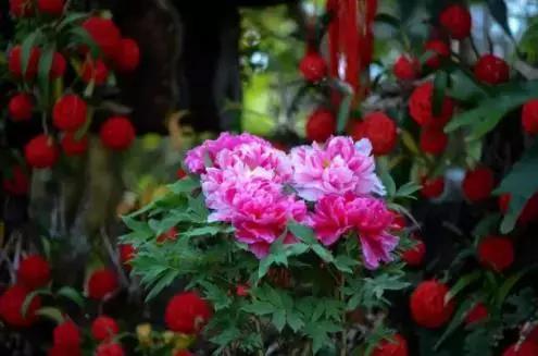 洛阳牡丹节是几月几号？一文详解花期与赏花攻略
