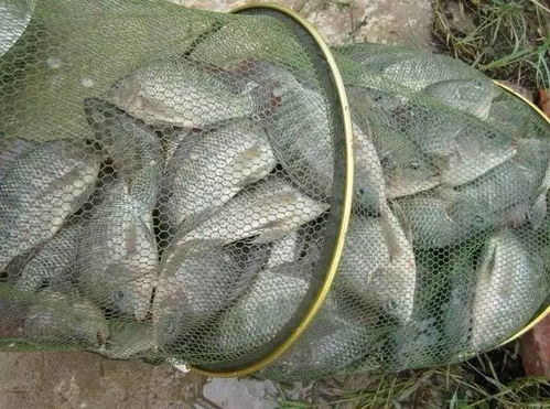 钓泥鳅的最佳时间为清晨和傍晚，此时泥鳅活跃