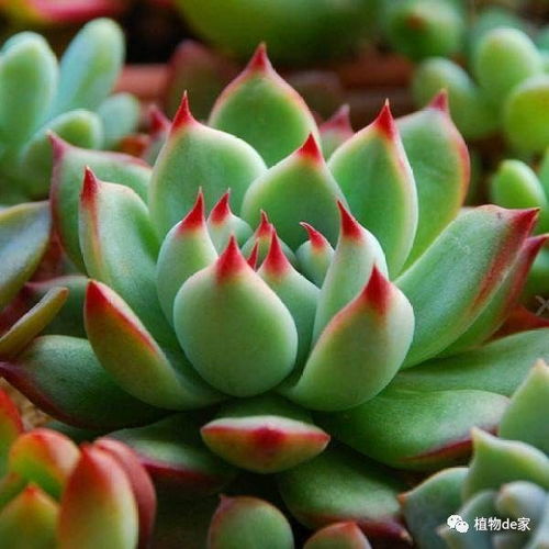 多肉植物一片叶子如何操作才嫩爆盆，新手种植成活率翻倍，全年繁殖时间表是怎样的？