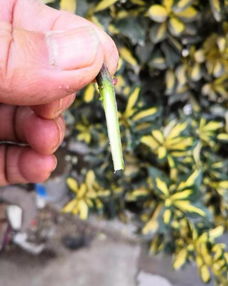 嫁接育苗， 提前开花结花