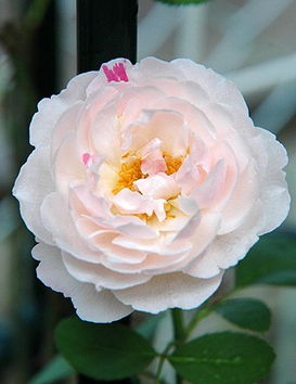 温彻斯特大教堂月季：北方寒冷地区的园艺新宠