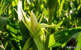 水分不足的影响