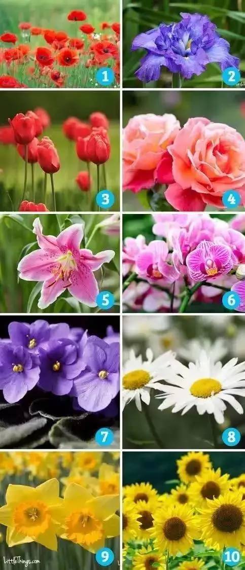 “女人喜欢种花，因为花朵色彩斑斓