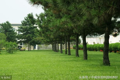 绿化植物也重要