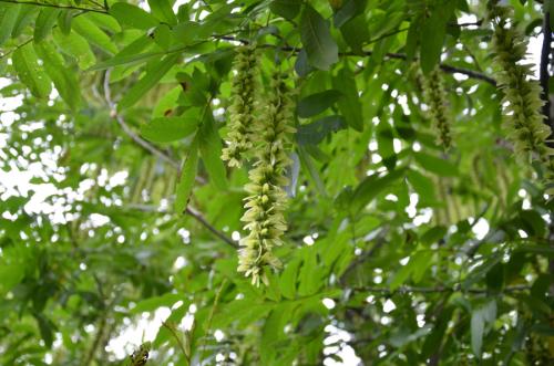 树木的“身体”尺寸：地径和胸径的奥秘