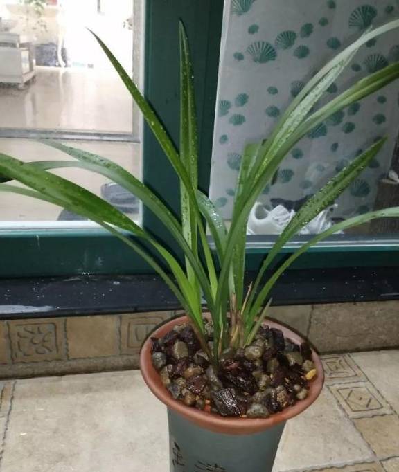兰花养殖，选用何种植料最为理想