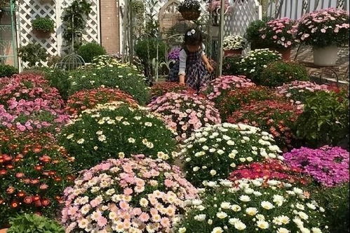 玛格丽特：生命力旺盛，花海无边