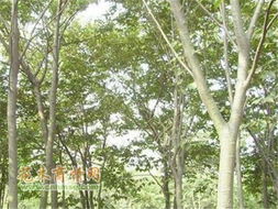 6月份移栽大榉树，这些技巧你get了吗？