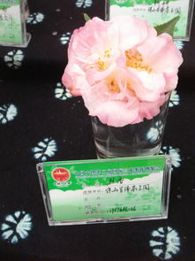广东地区适宜种植的茶花品种有哪些