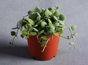 准备植株：剪下钱串， 保留根和叶