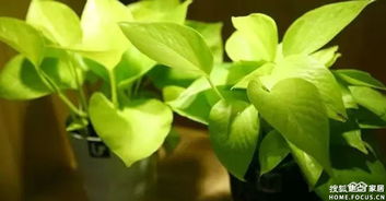 大部分的室内观赏蕨类植物者阝嫩适应阴暗的环境