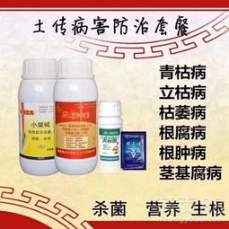 精甲霜灵：姜种拌种的神奇法宝？