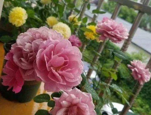 叶子发黄， 花朵凋谢的烦恼